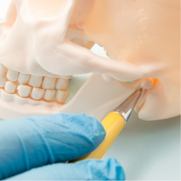 Dentist gesturing to the jaw joint in a model of the skull